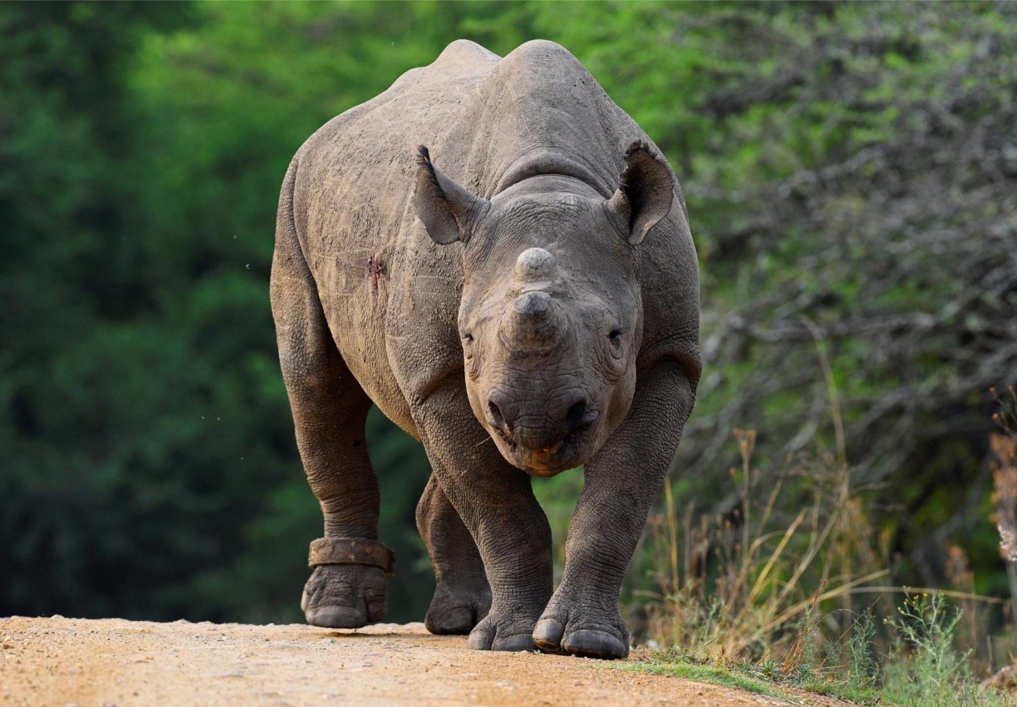Valley Lodge - Babanango Game Reserve Данди Экстерьер фото