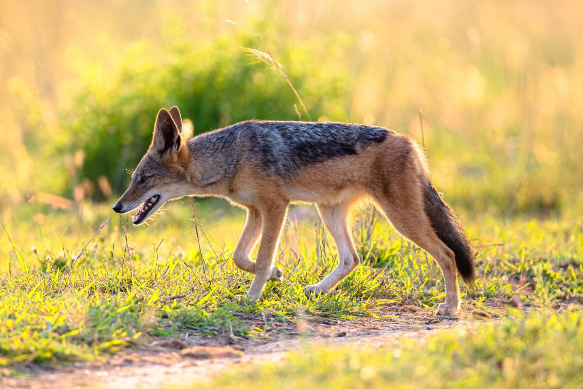 Valley Lodge - Babanango Game Reserve Данди Экстерьер фото
