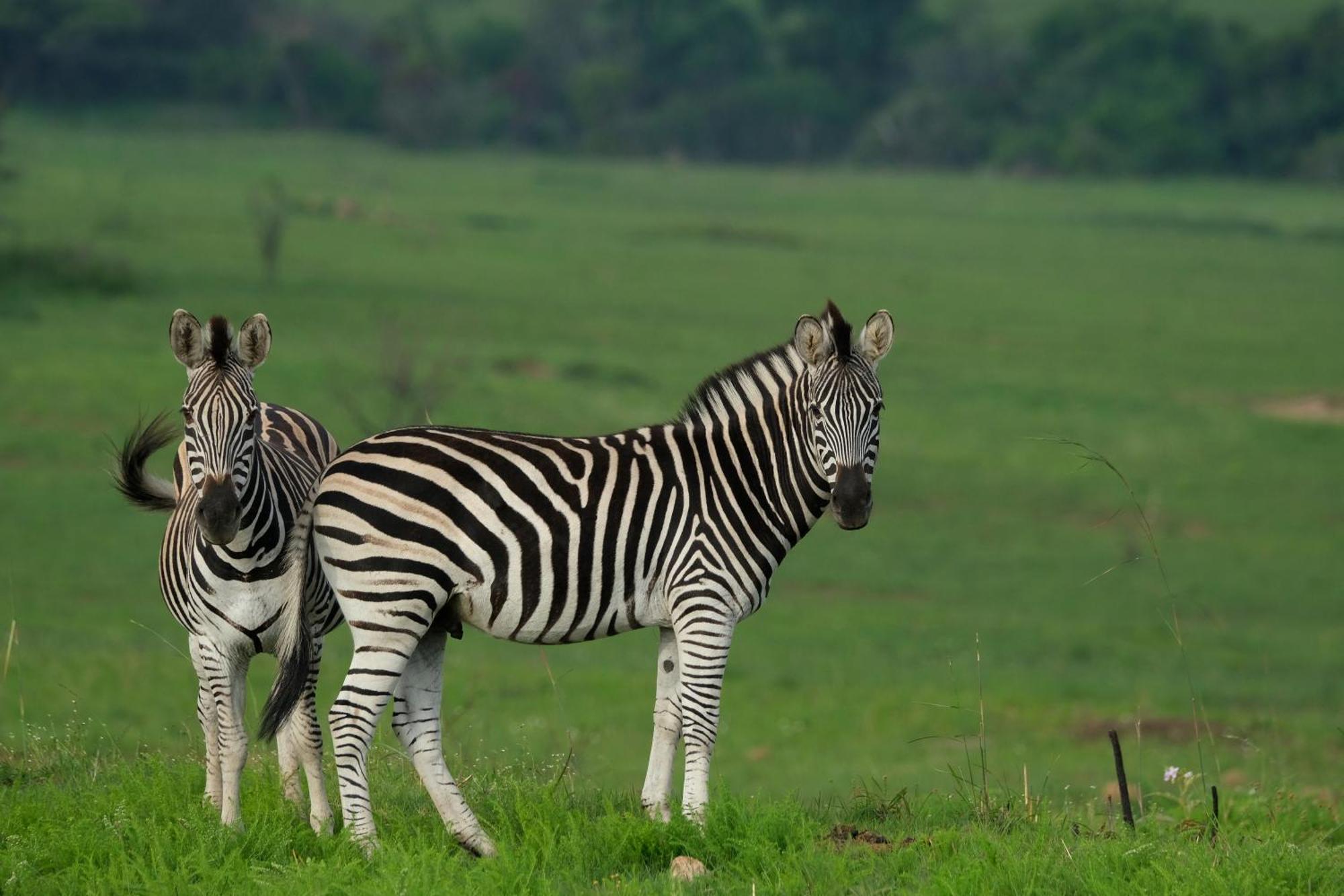 Valley Lodge - Babanango Game Reserve Данди Экстерьер фото